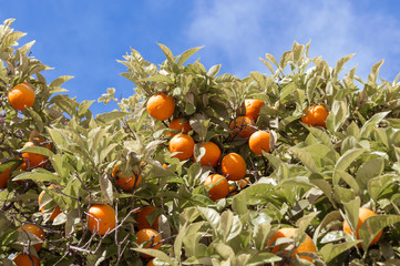 Oranges on the tree closeup, Faro, Portugal