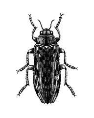 Hand sketched Jewel beetle. Insects collection. Isolated entomological illustration on white background. Insects drawing. Black and white metallic wood-boring beetles sketch. Realistic style outline