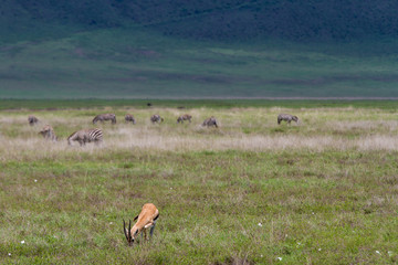 Naklejka na ściany i meble Thomson-Gazelle und Zebras im Ngorongoro-Krater, Tansania