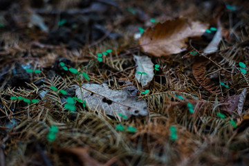 in the forest
