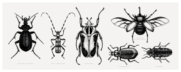 Vector collection of high detailed insects sketches. Hand drawn beetles illustrations in vintage style. Entomological drawings set. Beetles outlines - obrazy, fototapety, plakaty
