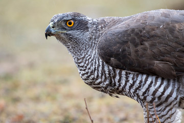 Portrait of an adult male of northern azor, Accipiter gentilis