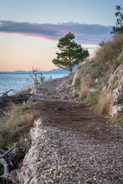 Tree and the path