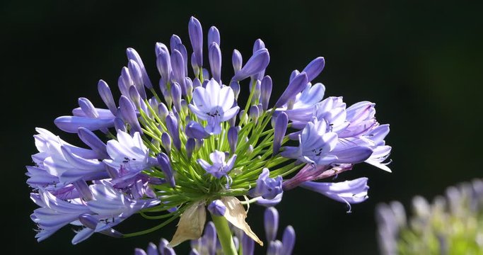 agapanthus commonly known as lily of the Nile.