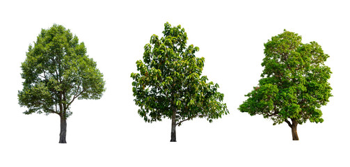 Fototapeta premium collection tropics tree isolated on white background