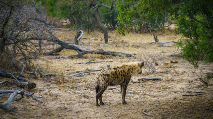 hyena in kruger national park, mpumalanga, south africa 6