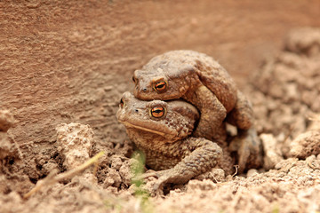 Two ground toads, a smaller male sitting on top of a large female and moving on it on the ground in the spring.