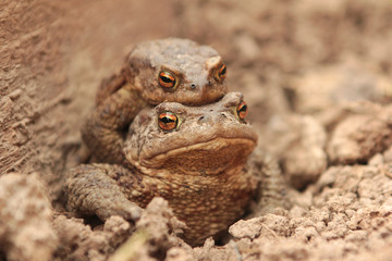 Two ground toads, a smaller male sitting on top of a large female and moving on it on the ground in the spring.