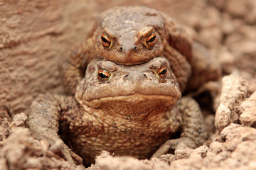 Two ground toads, a smaller male sitting on top of a large female and moving on it on the ground in...