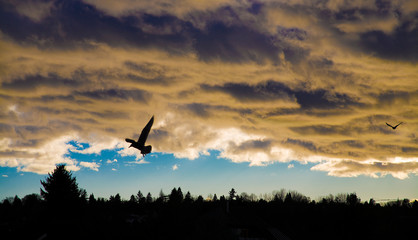 a bird under deep cloud
