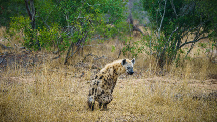 hyena in kruger national park, mpumalanga, south africa 21
