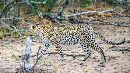 leopard in kruger national park, mpumalanga, south africa 16