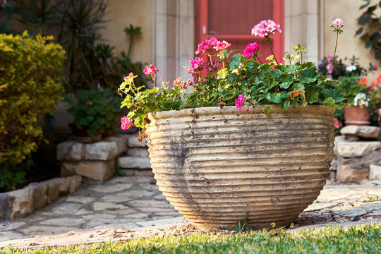 Decorative clay flower pot in front of house with red flowers
