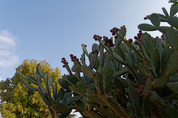 Kaktusy w miejskim ogrodzie © Miroslaw