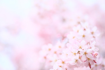 Branch, Pollen, Cherry blossom © JP trip landscape DL