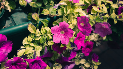 flowers in the garden