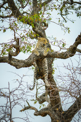 Fototapeta na wymiar leopard in kruger national park, mpumalanga, south africa 58