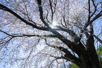 満開の桜