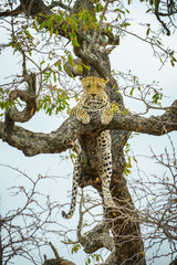 Fototapeta na wymiar leopard in kruger national park, mpumalanga, south africa 62