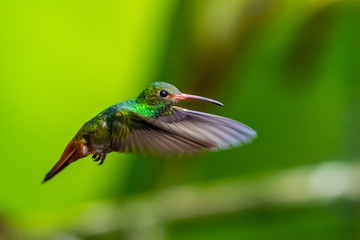 Fototapeta premium Hummingbird(Trochilidae)Flying gems ecuador costa rica panama