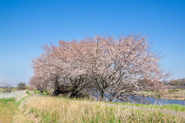 満開の桜