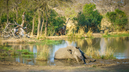 white rhino at a pond in kruger national park, mpumalanga, south africa 23
