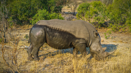 white rhino in kruger national park, mpumalanga, south africa 29