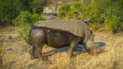 Fototapeta premium white rhino in kruger national park, mpumalanga, south africa 31