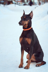 Doberman dog sits on the snow in an orange collar. She has a calm, focused look.