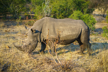 white rhino in kruger national park, mpumalanga, south africa 37
