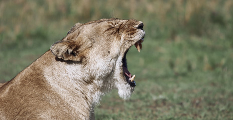 Lionne crocs © Alphatest74