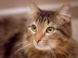 Portrait of a brown fluffy tabby cat with green eyes and white mustache. His look is thoughtful and attentive.