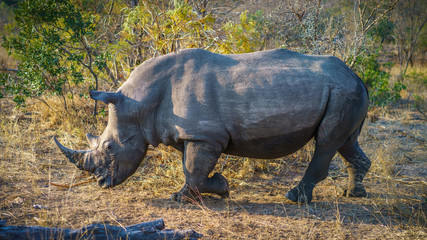 white rhino in kruger national park, mpumalanga, south africa 43