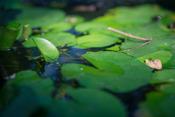 Lotus leafs in the sunlight.