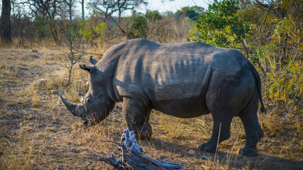 Fototapeta premium white rhino in kruger national park, mpumalanga, south africa 45