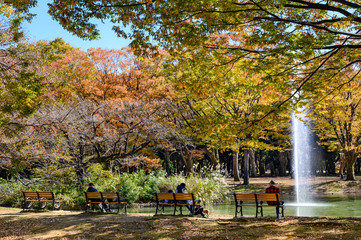 Autumn landscape of Yoyogi Park Koen in Shibuya, Tokyo.