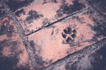 Dog footprint on cement floor background.Vintage Tone.