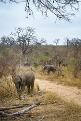 Naklejka premium elephants in kruger national park, mpumalanga, south africa