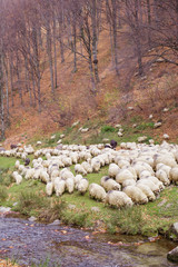Flock of sheep and donkeys on the bank of the river near the autumn beech forest, Rasinari village...