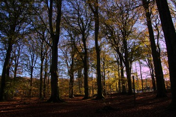 Fototapeta premium sunset in the forest
