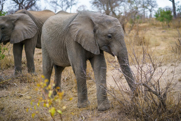 elephants in kruger national park, mpumalanga, south africa