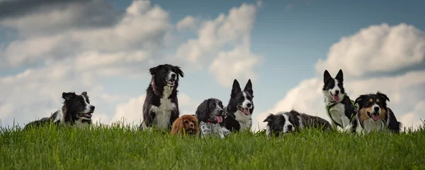 Gordijnen Een roedel gehoorzame honden - Border Collies en andere in alle leeftijden, van de jonge hond tot de senior © Karoline Thalhofer