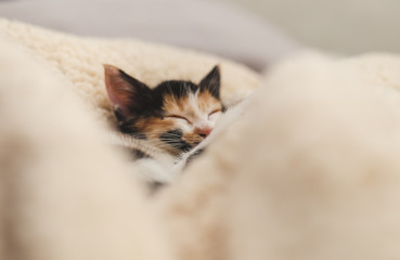 rescued kitten sleeping