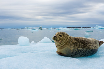 Seal resting on floating iceberg in a glacier lagoon with mountains and icebergs on the background