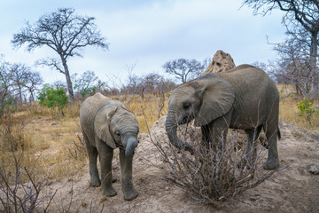 elephants in kruger national park, mpumalanga, south africa