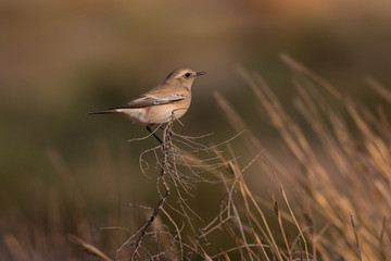 Isabelline wheatear in Karachi PAKISTAN