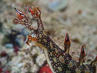 Eel Bornella, Dendronotid Nudibranchs, Mosaikschnecke (Bornella anguilla)
