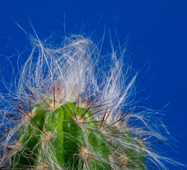 kaktus włochaty