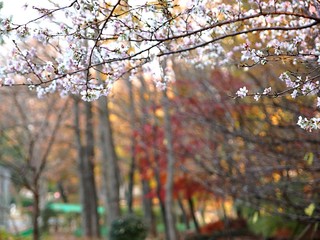 紅葉と四季桜の花