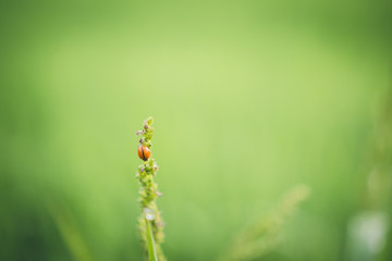 Ladybug on grass macro close up.